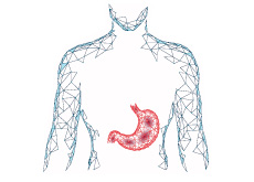 Ilustração de um torso humano com a representação da forma e localização do estômago dentro do corpo. O torso é ilustrado com linhas azuis e sem cor de preenchimento, e o estômago é ilustrado com linhas vermelhas.